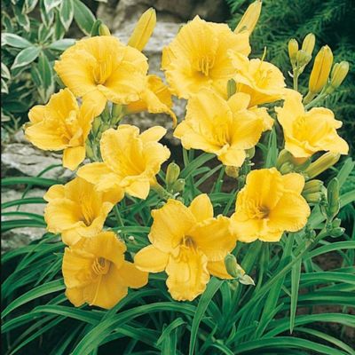 Лилейник Мини Стелла Лилейник Мини Стелла - Dolina-Sad.Ru