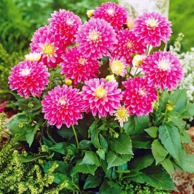 Георгина Рембрандт Георгина Рембрандт фото