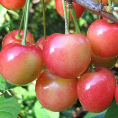 Черешня Юлия Черешня Юлия фото