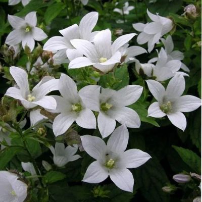 Колокольчик Вайт Пуфф Колокольчик Вайт Пуфф - Dolina-Sad.Ru