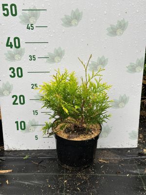 Туя западная Еллоу Риббон, С2 Туя западная Еллоу Риббон, С2 - Dolina-Sad.Ru