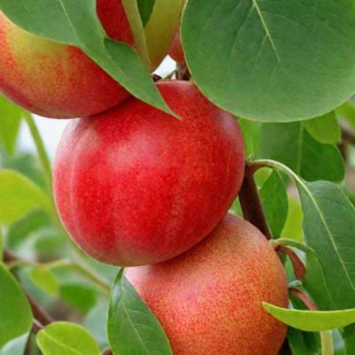 Нектарин Фантазия - Dolina-Sad.Ru