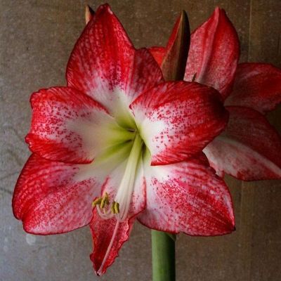 Амариллис Спортлайн Амариллис Спортлайн фото