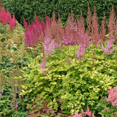 Астильба Колор Флэш Лайм , C2 Астильба Колор Флэш Лайм , C2 фото