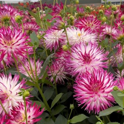 Георгина Датч Эксплоужн Георгина Датч Эксплоужн - Dolina-Sad.Ru