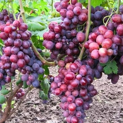 Виноград Заря Несватая - Dolina-Sad.Ru