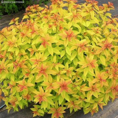 Спирея японская Голдмаунд, С3 Спирея японская Голдмаунд, С3 - Dolina-Sad.Ru