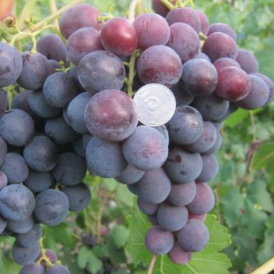 Виноград Рошфор Виноград Рошфор - Dolina-Sad.Ru