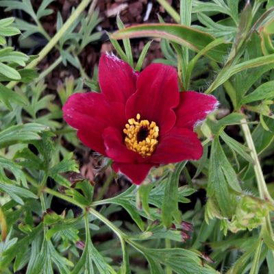 Прострел обыкновенный Красный Прострел обыкновенный Красный - Dolina-Sad.Ru