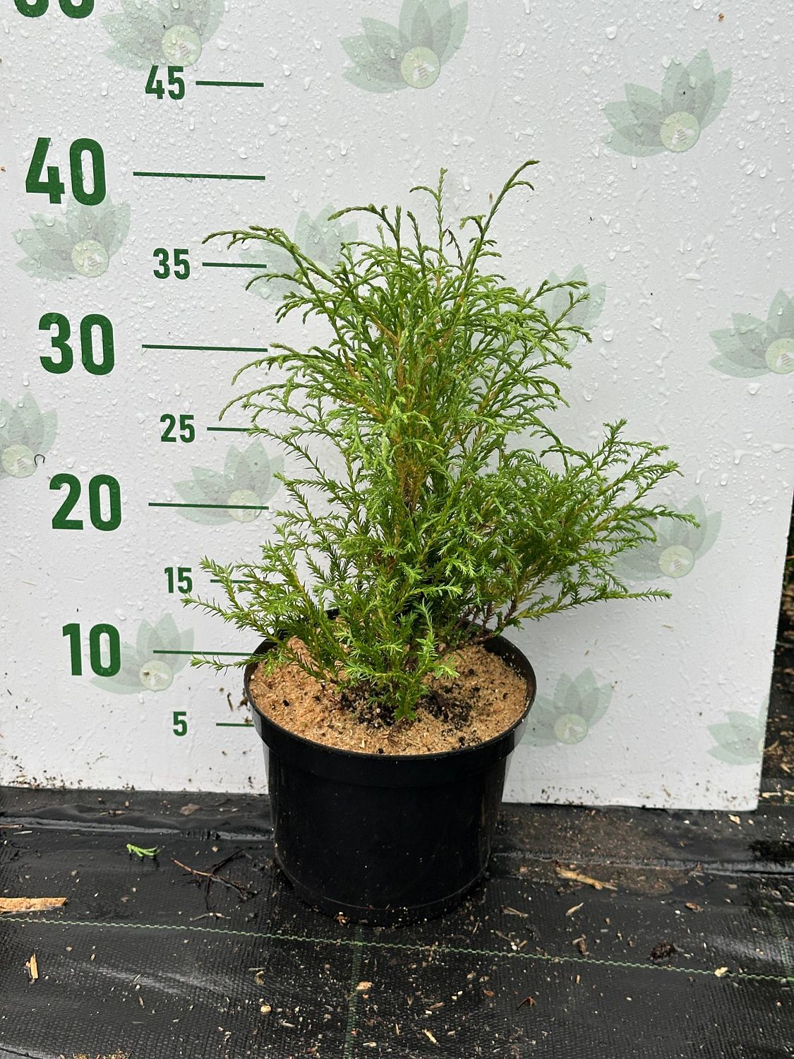 Туя западная Мистер Боулинг Болл, С2 Туя западная Мистер Боулинг Болл, С2 - Dolina-Sad.Ru