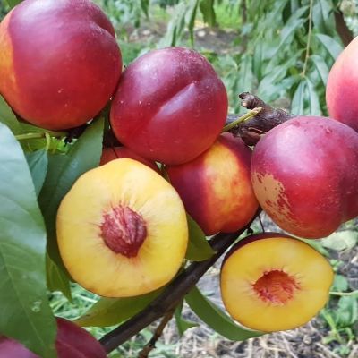 Нектарин Флейвон Нектарин Флейвон - Dolina-Sad.Ru