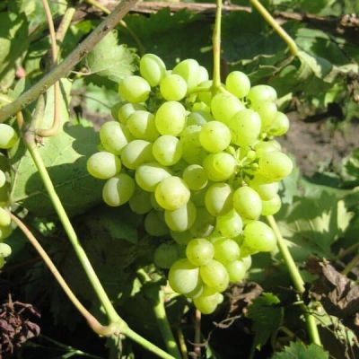 Виноград Русбол Виноград Русбол фото