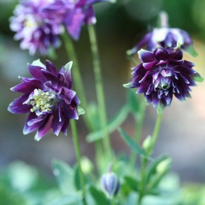 Аквилегия махровая Криста Барлоу Аквилегия махровая Криста Барлоу - Dolina-Sad.Ru