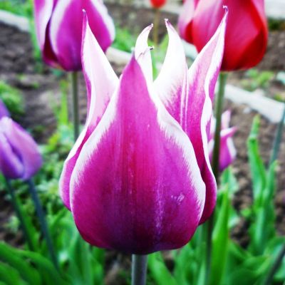 Тюльпан Баллада Тюльпан Баллада фото