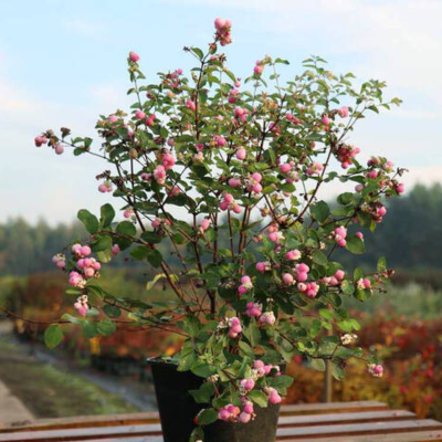 Снежноягодник доренбоза Мэджикал Пинк Кушион Снежноягодник доренбоза Мэджикал Пинк Кушион - Dolina-Sad.Ru