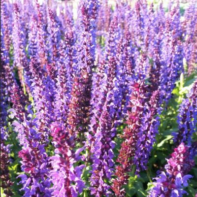 Шалфей Лирикал Блюз Шалфей Лирикал Блюз - Dolina-Sad.Ru