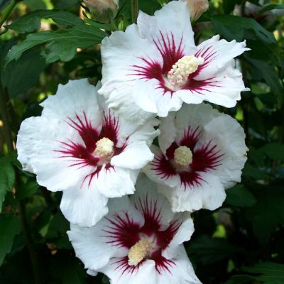 Гибискус сирийский Монстрозус Гибискус сирийский Монстрозус - Dolina-Sad.Ru