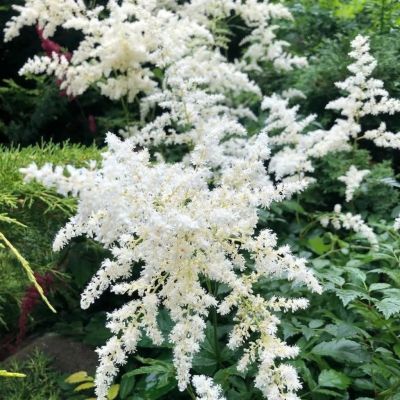 Астильба Арендса Клоуз Хармони Астильба Арендса Клоуз Хармони - Dolina-Sad.Ru