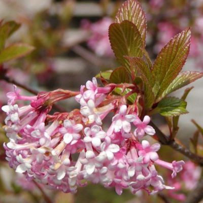 Калина фаррера Калина фаррера - Dolina-Sad.Ru