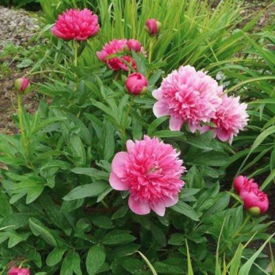 Пион Розеа Плена - Dolina-Sad.Ru