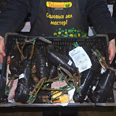 Роза Авек Амор - Dolina-Sad.Ru