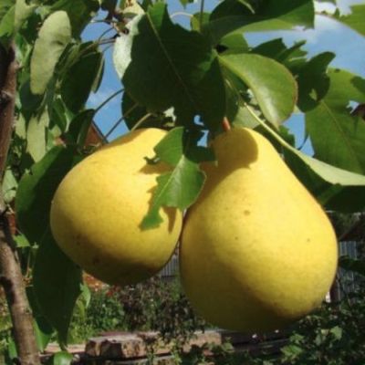 Груша Декора Груша Декора - Dolina-Sad.Ru