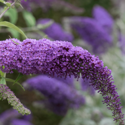 Буддлея Давида Полярис Буддлея Давида Полярис фото