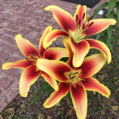 Лилия Авалон сансет Лилия Авалон сансет фото