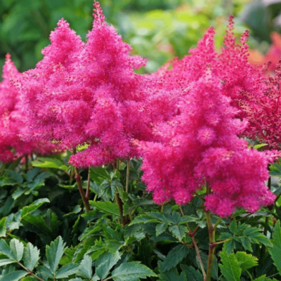 Астильба китайская Мэгги Дейли , C2 Астильба китайская Мэгги Дейли , C2 фото