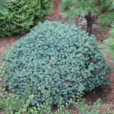 Ель канадская Эхиниформис Ель канадская Эхиниформис фото