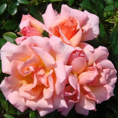 Роза Компасион Роза Компасион - Dolina-Sad.Ru