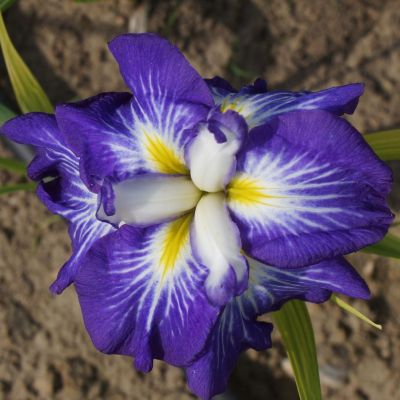 Ирис Густо Ирис Густо фото