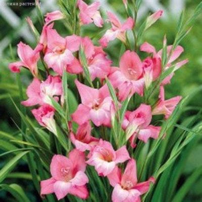 Гладиолус Шарм (6 шт) Гладиолус Шарм (6 шт) фото
