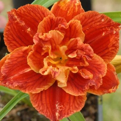 Лилейник Паприка Флэйм/Дабл Лилейник Паприка Флэйм/Дабл фото