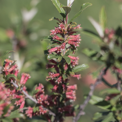 Миндаль Грузинский Миндаль Грузинский - Dolina-Sad.Ru