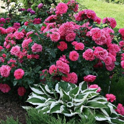 Роза Розариум Ютерсен Роза Розариум Ютерсен - Dolina-Sad.Ru