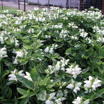 Хелоне косая Альба Хелоне косая Альба - Dolina-Sad.Ru