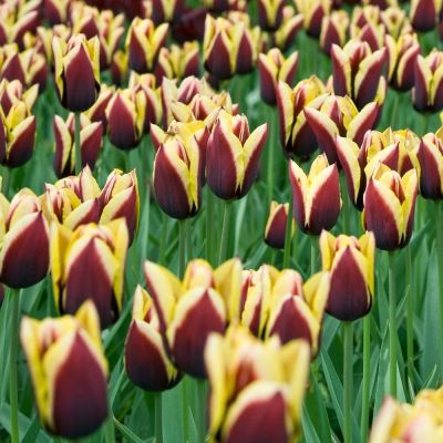 Тюльпан Гавота Тюльпан Гавота фото