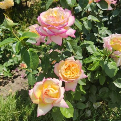 Роза штамбовая Глория Дей Роза штамбовая Глория Дей - Dolina-Sad.Ru