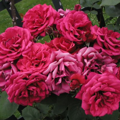 Роза Хайдельберг фото