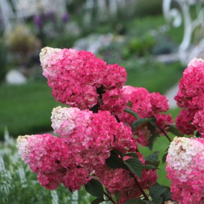 Гортензия метельчатая Стробери Блоссом, С5 - Dolina-Sad.Ru