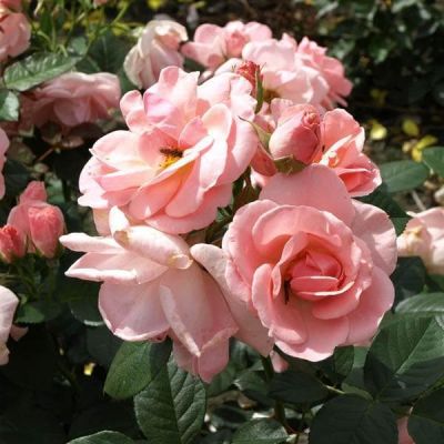 Роза Астрид Лингрен Роза Астрид Лингрен фото