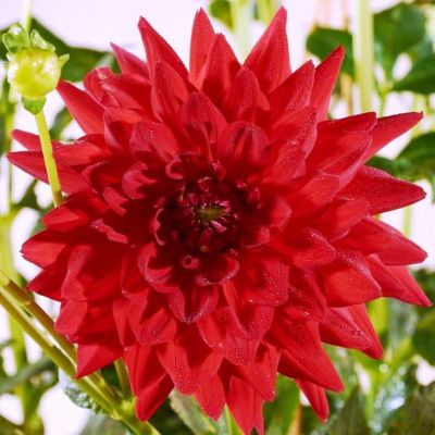 Георгина Дойчланд Георгина Дойчланд фото