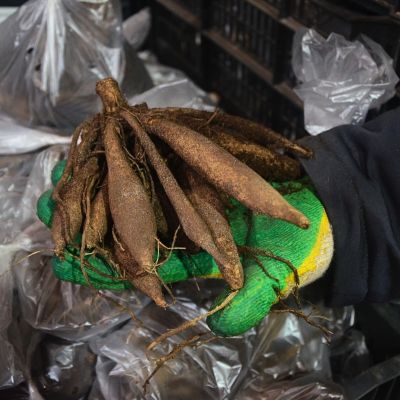 Георгина Апачи Георгина Апачи фото