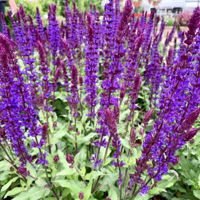 Шалфей Сенсейшн Компакт Виолет Шалфей Сенсейшн Компакт Виолет - Dolina-Sad.Ru