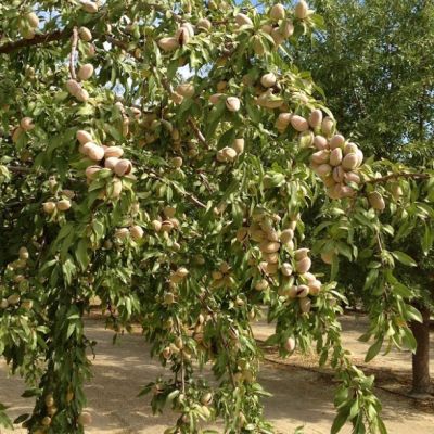 Миндаль Десертный Миндаль Десертный фото