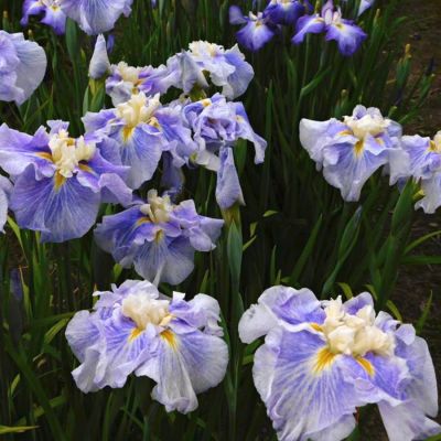 Ирис Шуга Дом - Dolina-Sad.Ru