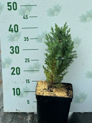 Можжевельник китайский Стрикта, С3 Можжевельник китайский Стрикта, С3 - Dolina-Sad.Ru