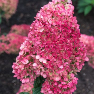 Гортензия метельчатая Стробери Блоссом, С3 Гортензия метельчатая Стробери Блоссом, С3 - Dolina-Sad.Ru