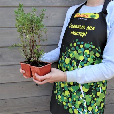 Лапчатка кустарниковая Элизабет Лапчатка кустарниковая Элизабет фото